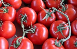 Azərbaycan şirkəti Ukraynanın supermarketlər şəbəkəsinə pomidor satacaq